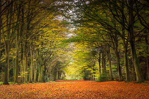 Avenue Of Beeches, Norfolk